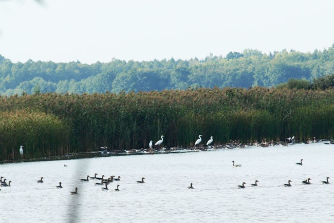wielu obserwacji życzę ...