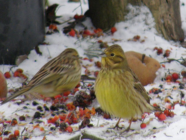 Przyleciały poczęstować ...