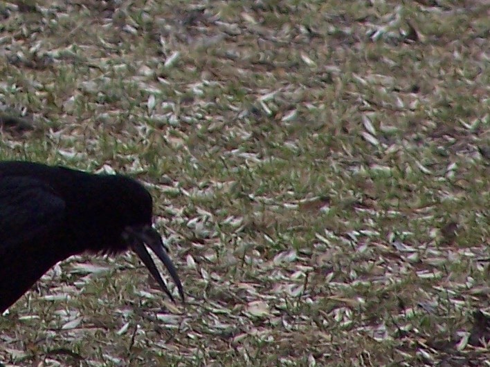 Przydługi dziób...