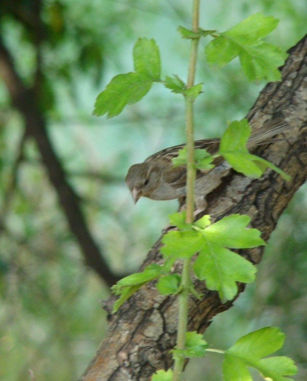 dreptając po pieńku:)