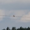 często ...