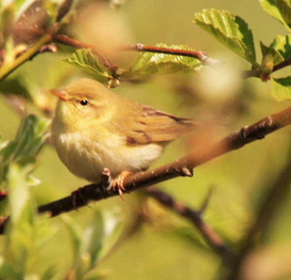 ach te podobne ptaszki ...