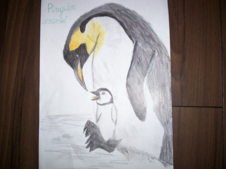 pingwin cesarski z młodym:)