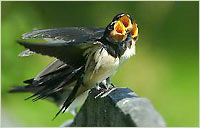 Dymówki - fot. Ada Lęgowik - Chmielewska