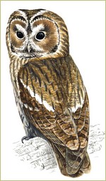 ilustracja
