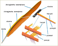 Rysunek pióra