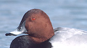 Więcej