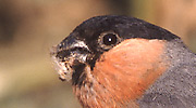 Więcej