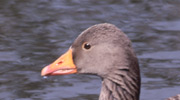 Więcej
