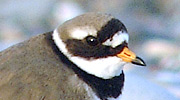 Więcej
