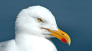 Więcej
