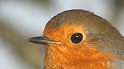 Więcej