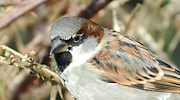 Więcej