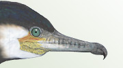 Więcej