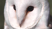 Więcej