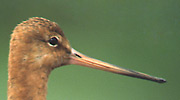 Więcej